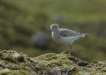 Buff-breasted sandpiper. A first-record vagrant at island's summit. Buldir Island, Aleutian islands, Alaska, August 2009. Image © Kyle Morrison by Kyle Morrison.