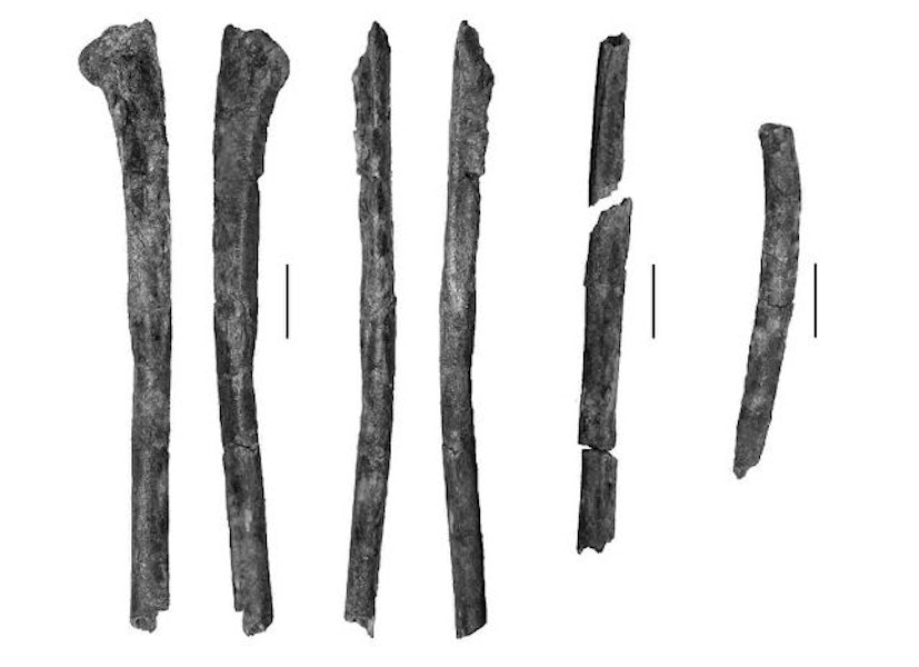 Love's Paleocene seabird. Proximal right ulna (left 4 images), partial radius and partial right scapula (all part of holotype CM 2010.108.2). Scale bars = 10 mm. Waipara River, Canterbury, January 2009. Image © Cantrbury Museum by Kyle Davis.