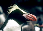 Snares crested penguin | Pokotiwha. Close view of adult male showing bill. Snares Islands, February 1983. Image © Colin Miskelly by Colin Miskelly.