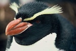 Snares crested penguin | Pokotiwha. Close view of adult head showing crest tassles. Snares Islands. Image © Department of Conservation ( image ref: 10048606 ) by Tim Higham.