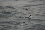 Snares crested penguin | Pokotiwha. Adults swimming. Snares Islands, December 2006. Image © Department of Conservation ( image ref: 10070613 ) by Andrew Maloney.