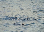 Snares crested penguin | Pokotiwha. Adults swimming at sea. Snares Islands, January 1986. Image © Colin Miskelly by Colin Miskelly.