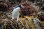 Snares crested penguin | Pokotiwha. Adult on a kelp-fringed rock ledge. Snares Islands, January 2016. Image © Tony Whitehead by Tony Whitehead.