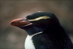 Snares crested penguin | Pokotiwha. One-year-old. North East Island, Snares Islands, January 1985. Image © Colin Miskelly by Colin Miskelly.