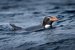 Snares crested penguin | Pokotiwha. Adult swimming home. Off Snares Islands, December 2014. Image © Douglas Gimesy by Douglas Gimesy.