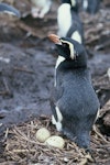 Snares crested penguin | Pokotiwha. Adult with 2 eggs. Snares Islands, November 1986. Image © Alan Tennyson by Alan Tennyson.