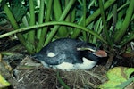 Snares crested penguin | Pokotiwha. Adult on nest. Snares Islands, November 1983. Image © Department of Conservation ( image ref: 10033368 ) by Rod Morris.