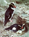 Snares crested penguin | Pokotiwha. Pair with hatching eggs (6 weeks later than main islands). Toru Islet, Western Chain, Snares Islands, December 1984. Image © Colin Miskelly by Colin Miskelly.