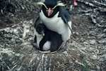 Snares crested penguin | Pokotiwha. Adult and chick. Snares Islands. Image © Department of Conservation ( image ref: 10048612 ).