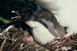 Snares crested penguin | Pokotiwha. Chick under adult. Snares Islands. Image © Department of Conservation ( image ref: 10048613 ).