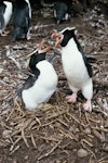 Snares crested penguin | Pokotiwha. Adult pair with 2 eggs. Snares Islands, November 1986. Image © Alan Tennyson by Alan Tennyson.