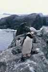 Snares crested penguin | Pokotiwha. Adult and downy chick. Toru Islet, Snares Western Chain, February 1986. Image © Alan Tennyson by Alan Tennyson.