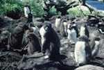 Snares crested penguin | Pokotiwha. Chicks at creche stage. North East Island, Snares Islands, December 1982. Image © Colin Miskelly by Colin Miskelly.