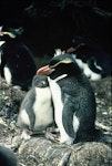 Snares crested penguin | Pokotiwha. Adult and chick. North East Island, Snares Islands, November 1987. Image © Colin Miskelly by Colin Miskelly.