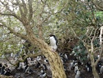 Snares crested penguin | Pokotiwha. Adult roosting on Olearia trunk. North East Island, Snares, October 2010. Image © Matt Charteris by Matt Charteris.