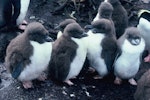 Snares crested penguin | Pokotiwha. Downy chicks. Station Point, Snares Islands, December 1986. Image © Alan Tennyson by Alan Tennyson.