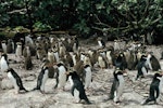 Snares crested penguin | Pokotiwha. Colony with large chicks. The Snares. Image © Alan Tennyson by Alan Tennyson.