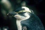 Snares crested penguin | Pokotiwha. Partially leucistic chick close to fledging. North East Island, Snares Islands, February 1983. Image © Colin Miskelly by Colin Miskelly.