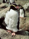 Snares crested penguin | Pokotiwha. Moulting subadult. North East Island, Snares Islands, February 1985. Image © Colin Miskelly by Colin Miskelly.