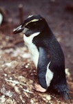 Snares crested penguin | Pokotiwha. Fledgling. North East Island, Snares Islands, February 1984. Image © Colin Miskelly by Colin Miskelly.