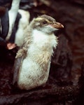 Snares crested penguin | Pokotiwha. Pale 'isabelline' chick close to fledging. North East Island, Snares Islands, February 1983. Image © Colin Miskelly by Colin Miskelly.