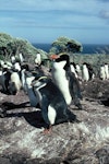 Snares crested penguin | Pokotiwha. Adult with fully grown chicks. Above Sinkhole Flat, The Snares, January 1986. Image © Alan Tennyson by Alan Tennyson.