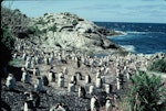 Snares crested penguin | Pokotiwha. Moulting pre-breeders. North East Island, Snares Islands, February 1984. Image © Colin Miskelly by Colin Miskelly.