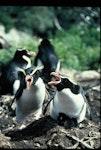 Snares crested penguin | Pokotiwha. Adult pair vocalising with young chicks. North East Island, Snares Islands, November 1985. Image © Colin Miskelly by Colin Miskelly.