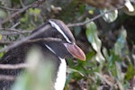 Snares crested penguin | Pokotiwha. Immature. Lee Bay, Stewart Island, February 2012. Image © Peter Tait by Peter Tait.