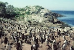 Snares crested penguin | Pokotiwha. Loafing subadults at colony. Station Cove, Snares Islands, January 1985. Image © Colin Miskelly by Colin Miskelly.