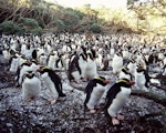 Snares crested penguin | Pokotiwha. Adults moulting on breeding colony. North East Island, Snares Islands, April 2005. Image © Colin Miskelly by Colin Miskelly.