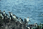 Snares crested penguin | Pokotiwha. Adults returning from the sea. North East Island, Snares Islands, January 1985. Image © Colin Miskelly by Colin Miskelly.