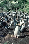 Snares crested penguin | Pokotiwha. Breeding colony at peak egg-laying. North East Island, Snares Islands, September 1985. Image © Colin Miskelly by Colin Miskelly.