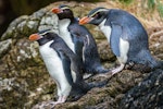 Snares crested penguin | Pokotiwha. Adults on landing rocks. Snares Islands, January 2018. Image © Mark Lethlean by Mark Lethlean.