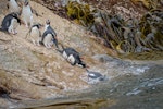 Snares crested penguin | Pokotiwha. Group entering the sea. Penguin Slope, Snares Islands, January 2016. Image © Tony Whitehead by Tony Whitehead.