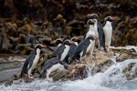 Snares crested penguin | Pokotiwha. Group on a wave washed rock. Snares Islands, January 2016. Image © Tony Whitehead by Tony Whitehead.