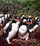 Snares crested penguin | Pokotiwha. Colony at peak laying. North East Island, Snares Islands, September 1985. Image © Colin Miskelly by Colin Miskelly.