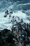 Snares crested penguin | Pokotiwha. Adults coming ashore. Station Cove, Snares Islands, January 1986. Image © Alan Tennyson by Alan Tennyson.