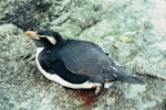 Snares crested penguin | Pokotiwha. Adult with amputated foot. Station Cove, The Snares, December 1985. Image © Alan Tennyson by Alan Tennyson.