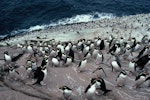 Snares crested penguin | Pokotiwha. Birds on landing rocks. Penguin Slope, The Snares, December 1985. Image © Alan Tennyson by Alan Tennyson.