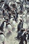 Snares crested penguin | Pokotiwha. Loafing birds. Station Cove, The Snares, December 1985. Image © Alan Tennyson by Alan Tennyson.