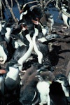 Snares crested penguin | Pokotiwha. Adults braying at colony. Sinkhole Flat, The Snares, January 1986. Image © Alan Tennyson by Alan Tennyson.