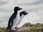 Snares crested penguin | Pokotiwha. Adult female (right) with adult female erect-crested penguin (left). Pipikaretu Beach, March 2020. Image © Oscar Thomas by Oscar Thomas.