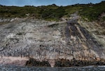 Snares crested penguin | Pokotiwha. Adults at landing on penguin slope. Snares Islands, December 2014. Image © Douglas Gimesy by Douglas Gimesy.