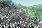 Snares crested penguin | Pokotiwha. The largest colony. Sinkhole Flat, The Snares, January 1986. Image © Alan Tennyson by Alan Tennyson.