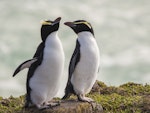 Snares crested penguin | Pokotiwha. Adult female (right) with adult female erect-crested penguin (left). Pipikaretu Beach, March 2020. Image © Oscar Thomas by Oscar Thomas.