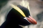 Erect-crested penguin | Tawaki nana hī. Close view of adult head showing crests and crown. Antipodes Island, October 1990. Image © Colin Miskelly by Colin Miskelly.