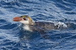 Royal penguin. Adult swimming. Sandy Bay, Macquarie Island, January 2014. Image © Ian Wilson 2014 birdlifephotography.org.au by Ian Wilson.