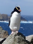 Erect-crested penguin | Tawaki nana hī. Adult. Proclamation Island, Bounty Islands, October 2019. Image © Alan Tennyson by Alan Tennyson.