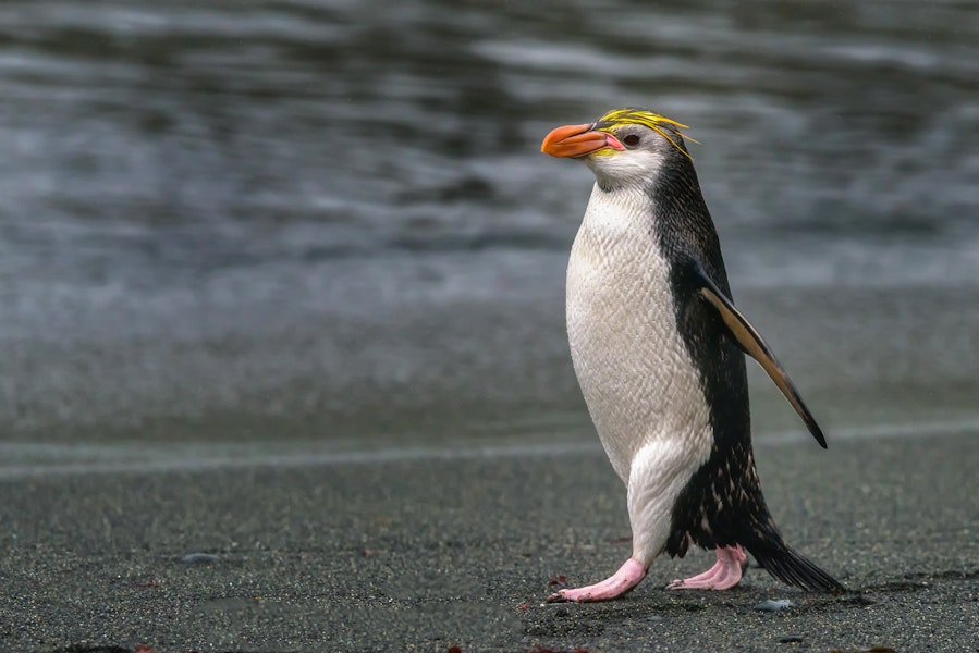 Royal penguin. Adult walking. Sandy Bay, Macquarie Island, January 2018. Image © Mark Lethlean by Mark Lethlean.